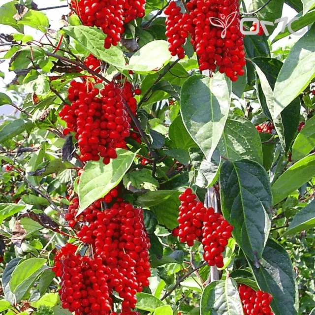 Schisandra Chinensis 10 Seeds - 5 Flavor Cherry (wu-wei-zi), Magnolia Vine