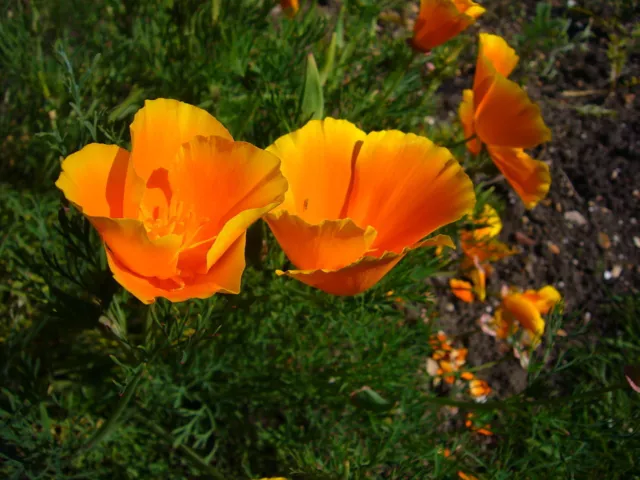 100 Samen Kalifornischer Mohn orange Eschscholzia californica Goldmohn Mohnsamen