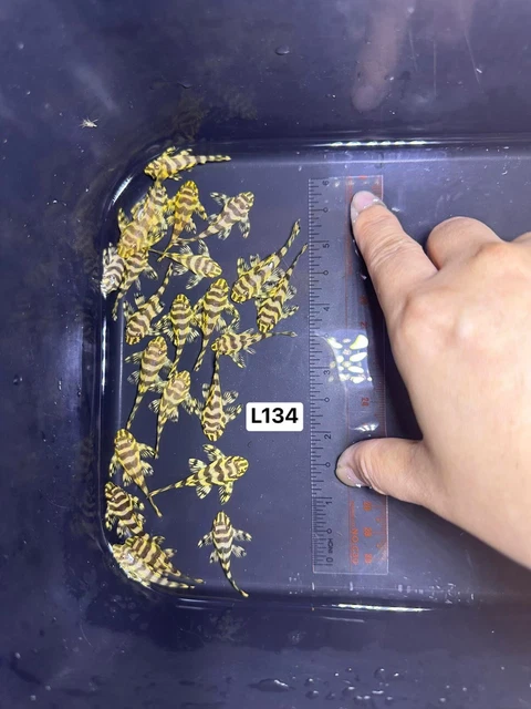 1 L134 ( Size 3+ Cm)Leopard Frog Pleco- High Quality Pleco - USA SELLER 2