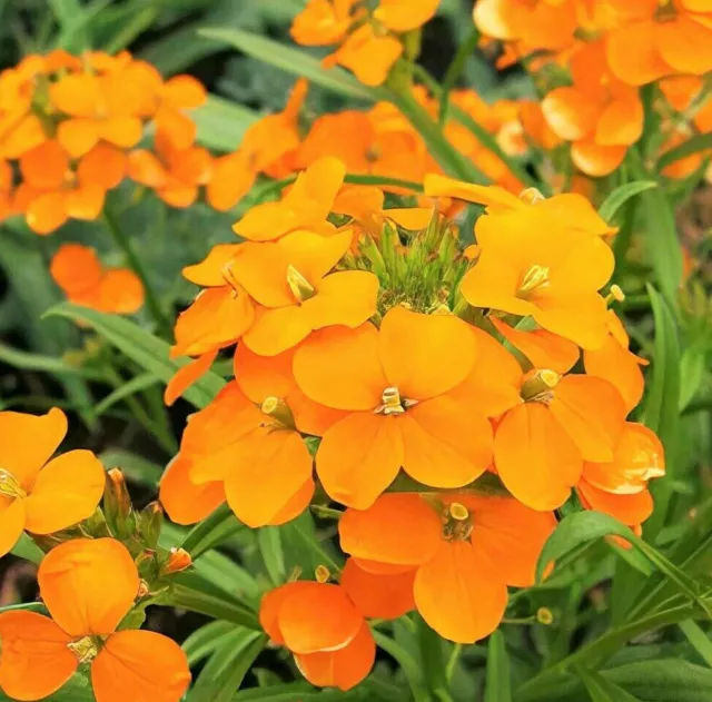 Siberian Wallflower Seeds | Erysimum Cheiri Cheiranthus Orange Flower 2024