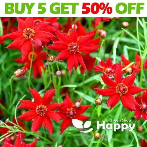 COREOPSIS DWARF AMULET RED - 500 SEEDS - Coreopsis tinctoria - COMPACT FLOWER