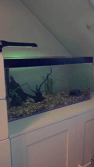 12 Gallon fish tank