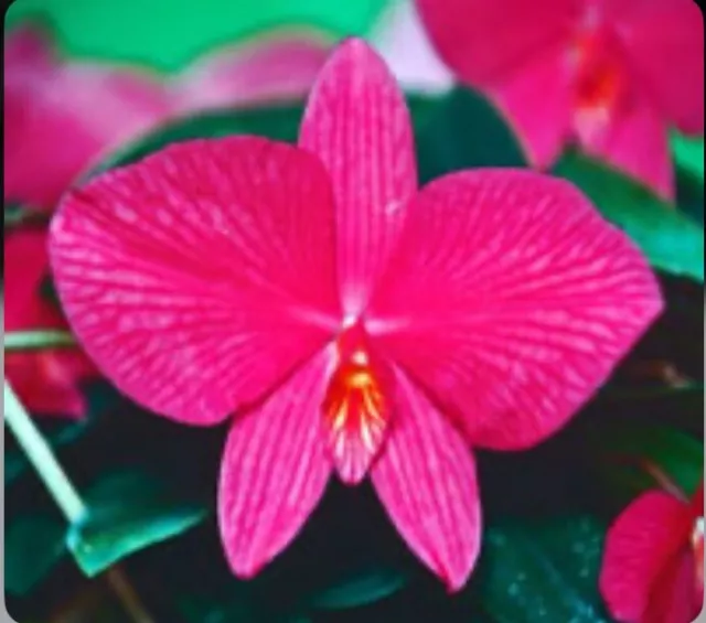 Sophronitis Wild Fire (wittigiana X coccinea) Orchid Pink Orange NBS 1.5" Pot