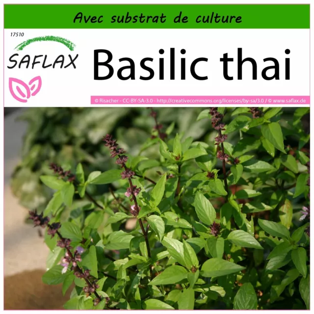 SAFLAX  - Basilic thai - 200 graines - Avec substrat - Ocimum