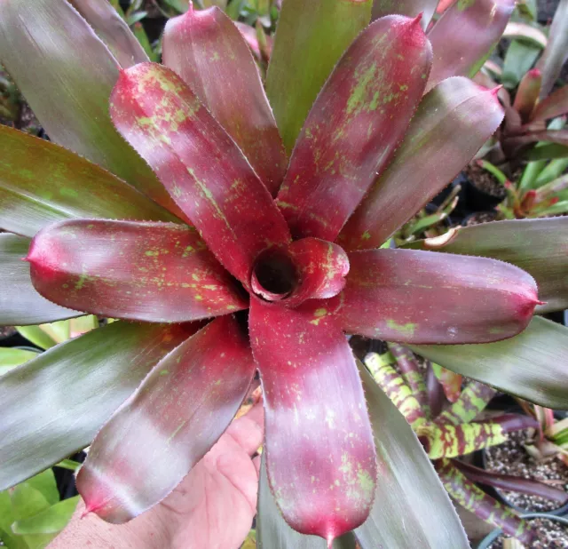 BROMELIAD Neoregelia ENDEARING Colorful Small Grower! Nice Offset!!