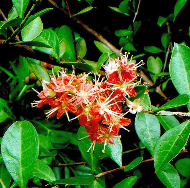 30 Graines de Henné 'Lawsonia Inermis' Henna Mehandi seeds