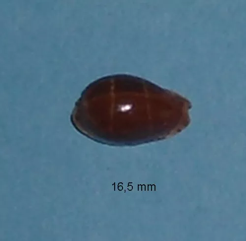 Cypraea Androyensis    Madagascar    16,5 mm