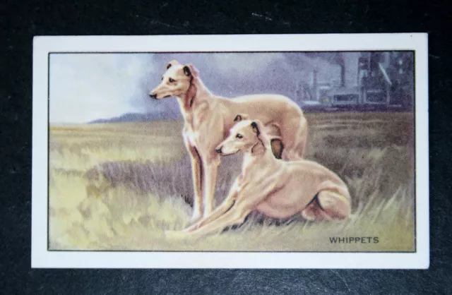 WHIPPET  in Industrial Setting   Vintage Illustrated Card   CD16M