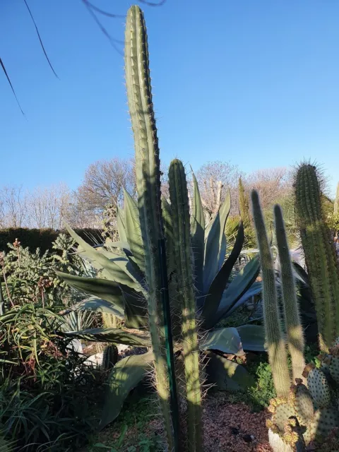 Cactus cierge. Echinopsis cuzcoensis. H. 33/35 cm.