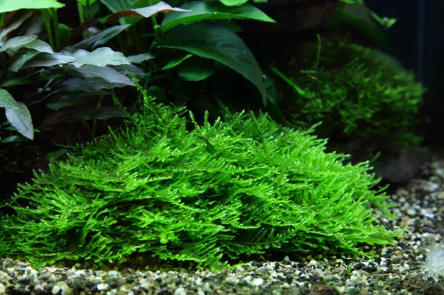 Aquarium Plante Dans Vitro 1 Mousse Taxiphyllum' Spiky ' Noël 003G TC 1-2-Grow