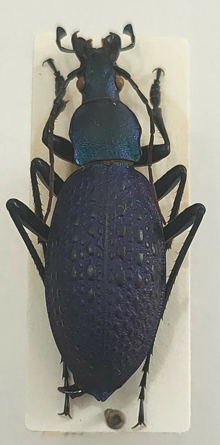 Carabus Coptolabrus smaragdinus forumiellus ssp. forumiellus Chine