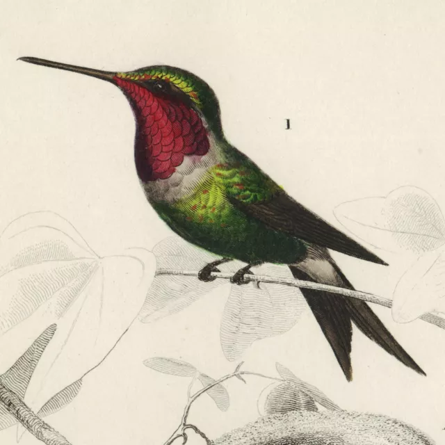 SCARCE Original D'Orbigny Hand-Colored Hummingbird Engraving: OISEAUX PL. 3.D.