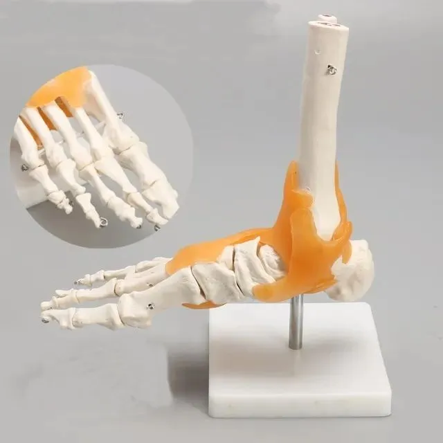 Human 1:1 Skeleton Ligament Foot Ankle Joint Anatomy Foot Joint PVC Sculptures