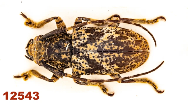 Cerambycidae: Coptops sp.  A1, 15 mm, Mounted, 1 pc