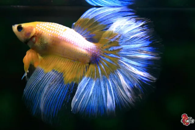 Live Betta Fish Aquarium Fancy yellow hellboy Male Halfmoon#F159 Thailand seller
