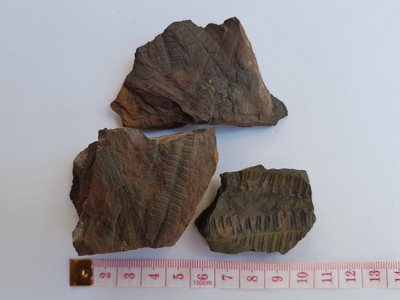 Fossile fougère plante Carbonifère France Gard 1116g 