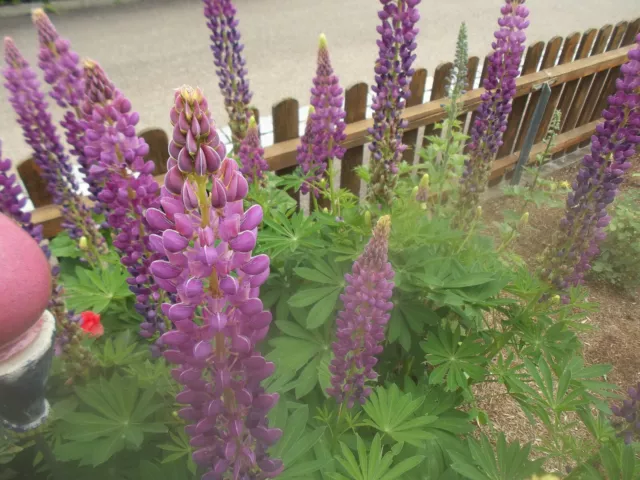 50 Samen lilafarbene Gartenlupine Lupine Staude Lupinen mehrjährig winterhart