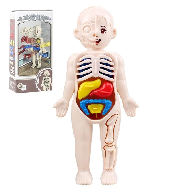 MONTESSORI 3D PUZZLE Human Body Anatomy Educational DIY Assembled Learn ...