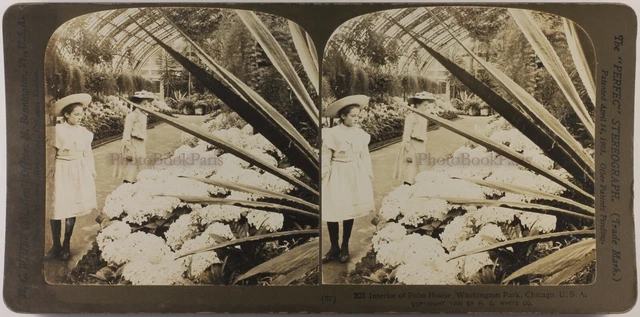 US USA Chicago Washington Park Palm -gebäude Foto Stereo Vintage 1905