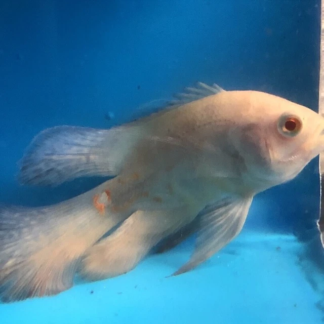 Albino red tiger longfin Oscar 4-5” live tropical fish
