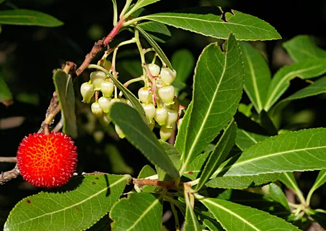 100 Graines De Arbousier (Arbutus Unedo ) 2