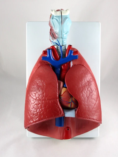 PROFESSIONAL EDUCATIONAL LARYNX Heart Lungs Anatomy Medical Model XC ...