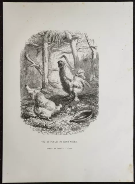 1862 - Coq et Poules Poule Soie Nègre - Gravure ancienne - Zoologie