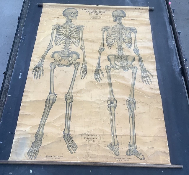 RARE VINTAGE ROLL Down Medical School Anatomy Chart Skeleton £156.71 ...
