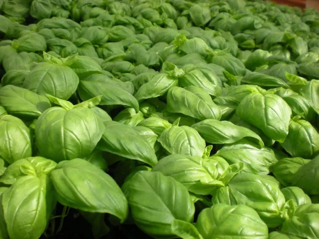 BASIL 'Genovese' 200 seeds culinary herb garden common garden basil EASY TO GROW