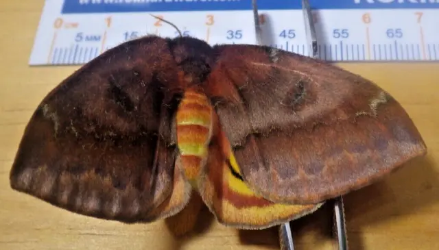Captive Reared Female IO Silk Moth Automeris io Saturniidae Southeast Texas E268
