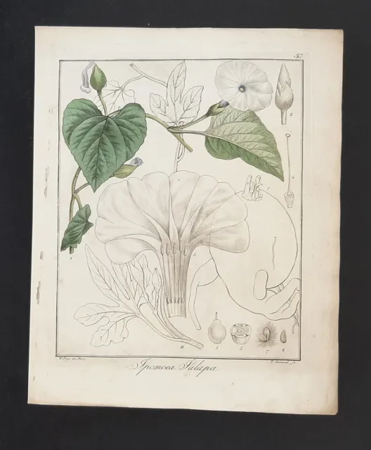 Kupferstich um 1835 + Text Ipomoea Jalapa Hayne Guimpel Botanik