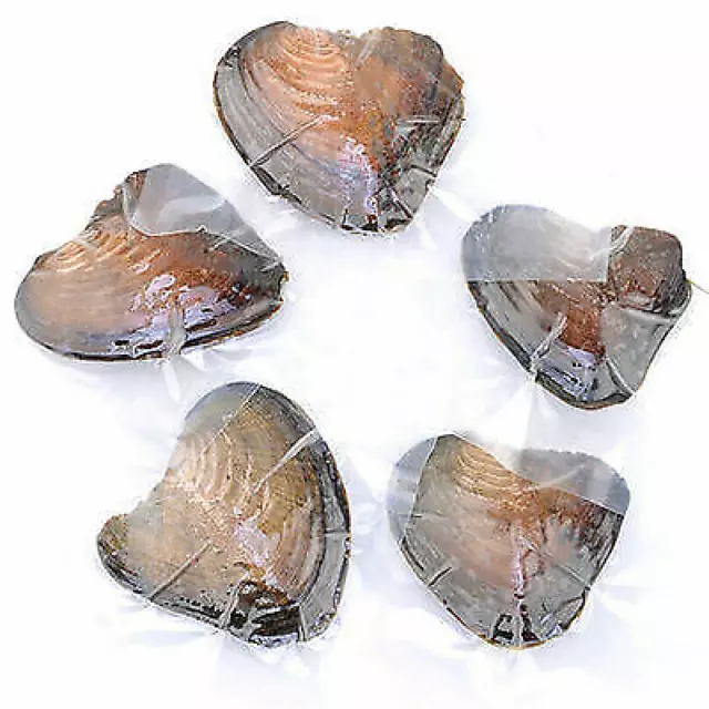 1Pc Individually Wrapped Oysters Large Pearl Natural Freshwater Mussels Gifts