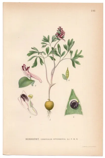 1922 Fumewort, Lindman Antique Botanical Print, Corydalis Intermedia