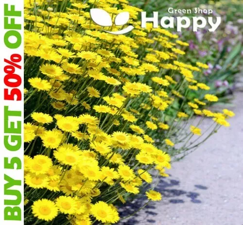 MARGUERITE DAISY - 1000 SEEDS - YELLOW DAISY - ANTHEMIS TINCTORIA perennial