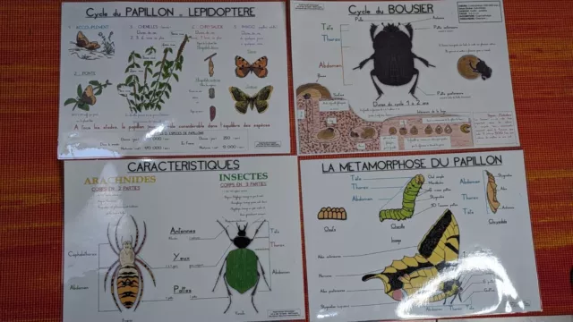 Entomologie collection du Muséum des insectes du monde : Lot 58 Posters didactiq