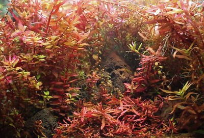 Ammania Gracilis Potted Freshwater Live Aquarium Tropical Plant Decorations Tank 3