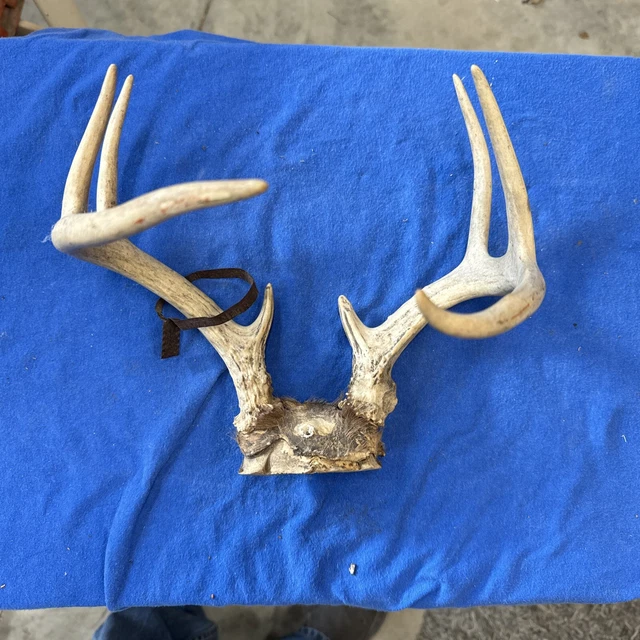 VIN WHITETAIL DEER Antlers Rack & Skull Cap Decor 8 Point W/1970