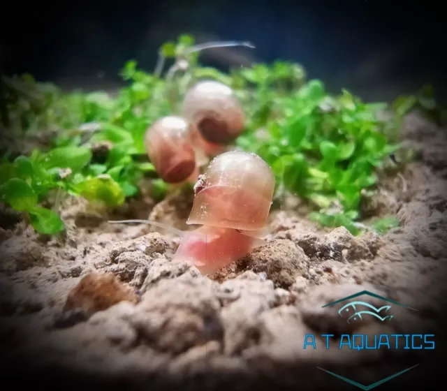 5x, Rare, Pink Ramshorn Snails - Aquarium, UK Bred, Algae Eater, Plant Safe