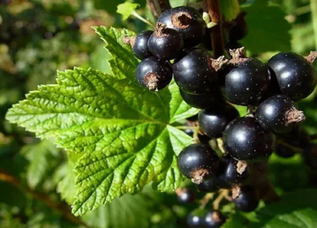 6 graines de CASSISIER (Ribes Nigrum)CASSIS H378 BLACK CURRANT SEEDS SAMEN SEMI