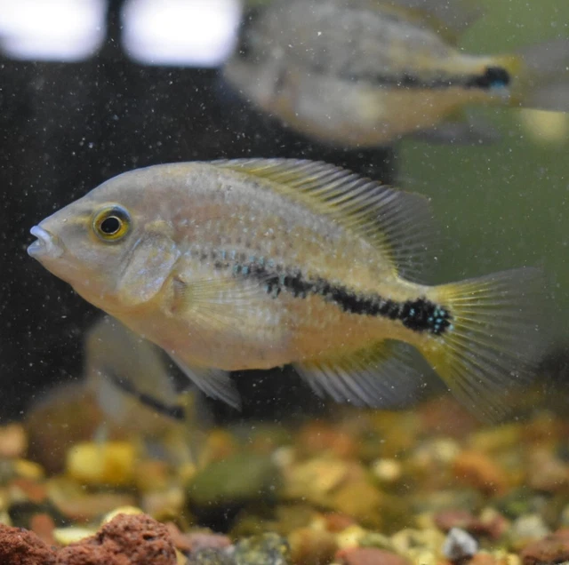 Live Vieja Bifasciatus Cichlid (2" Rare Young Aquarium Fish) PLS READ DESC 2