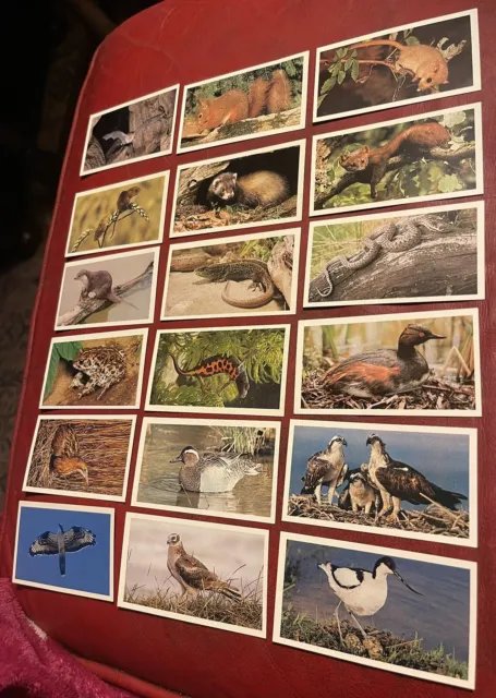 Full Set 32 Cards Vintage Grandee, Britains Endangered Wildlife 1984 VGC