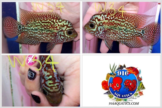 3.5 Inch King Kamfa Live Flowerhorn #W34
