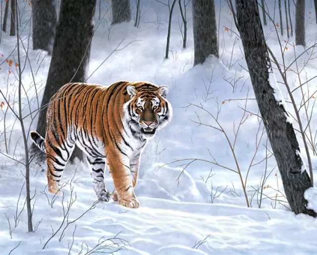 Animals Siberian Tiger Oil painting wall art HD Printed on canvas L1409