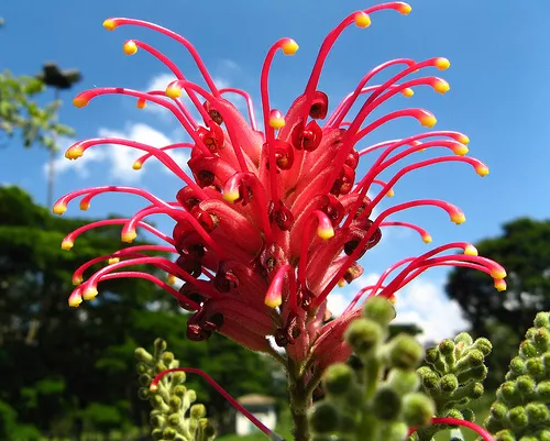 4 graines GREVILLAIRE ROUGE (Grevillea Banksii Forsteri)H469 RED SILKY OAK SEEDS