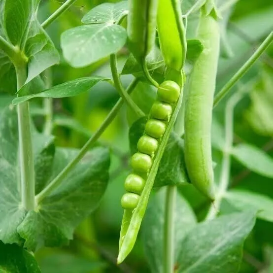 Pea Bush Massey (Pisum sativum) 25 Seeds Heirloom Easy Grow Green Vegetables