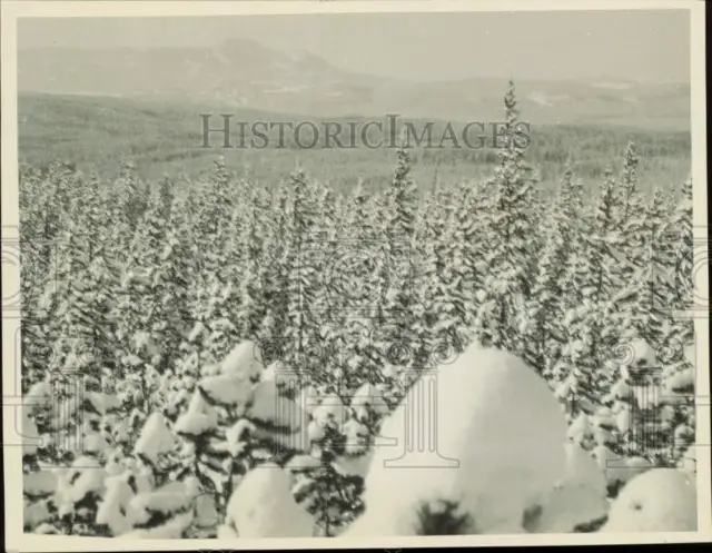 1931 Press Photo A snow fall upon the pines in Glacier National Park - nei34047