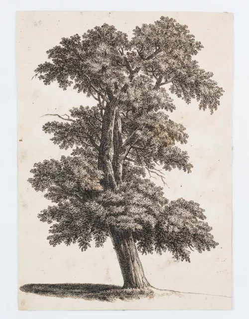 C. GRAIMBERG (*1774), Gebogener Laubbaum, um 1800, Tusche Romantik Botanisch 2