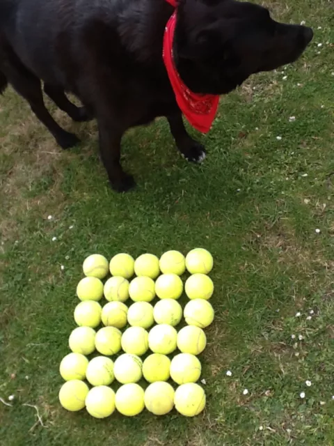 30 used tennis balls for dogs Toy