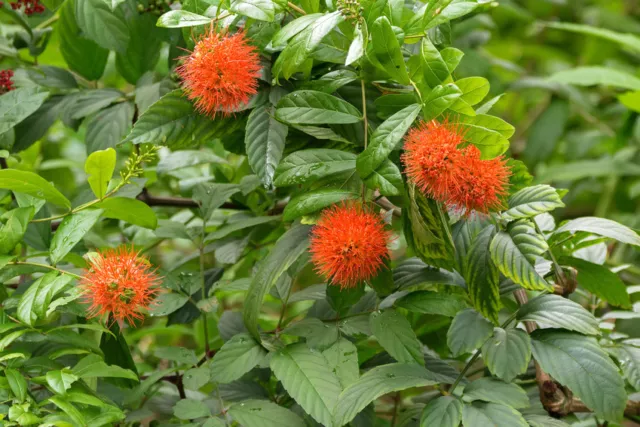 GRAINES Les belles fleurs du buisson de la rivière attirent les regards