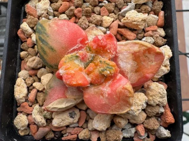 Ariocarpus trefinger x cauliflower variegata, grafted